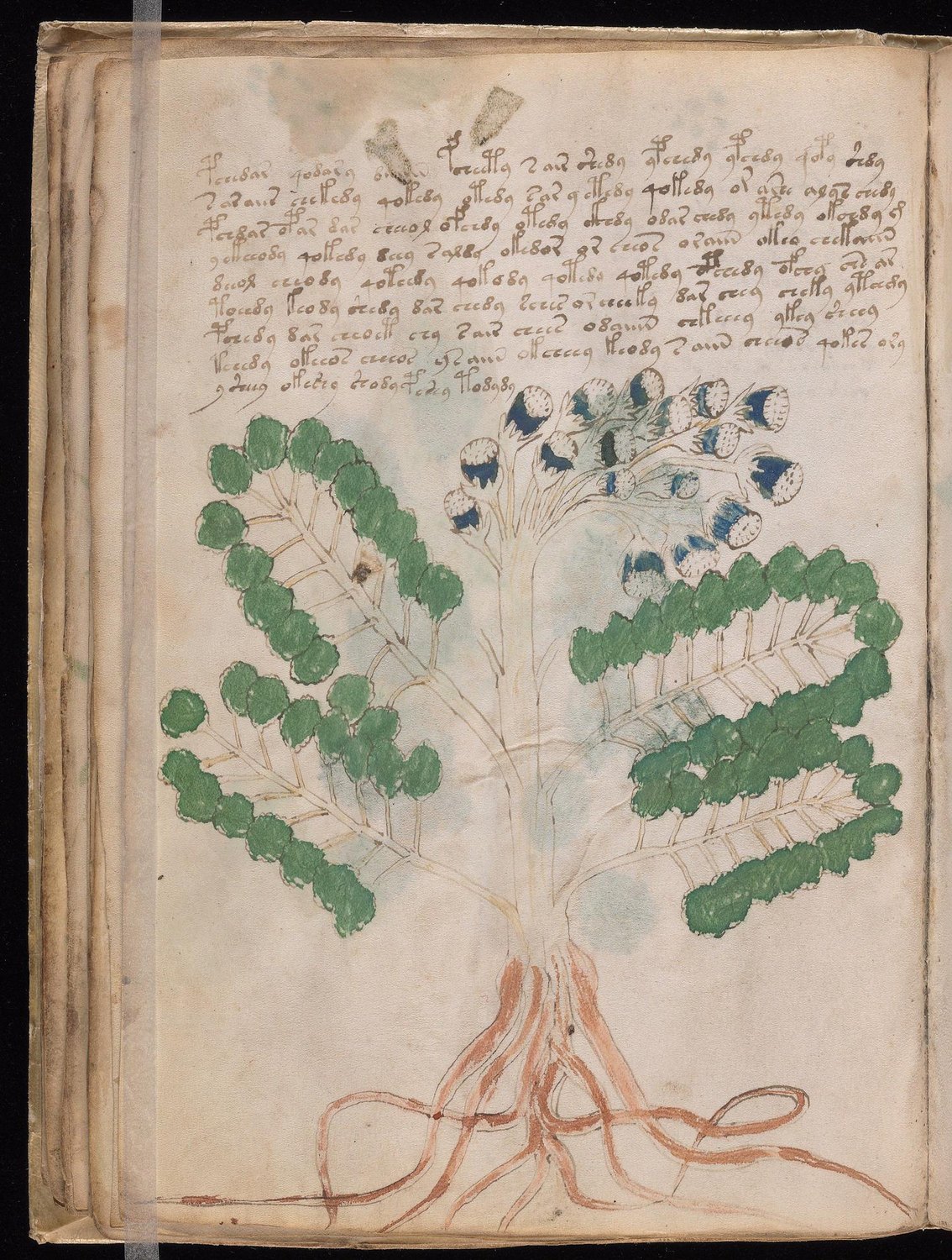 Herbal Page 50
